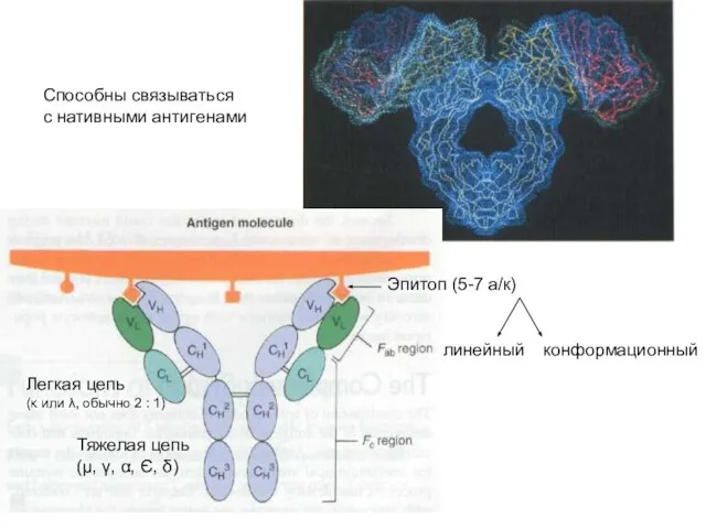 Способны связываться с нативными антигенами Эпитоп (5-7 а/к) линейный конформационный Легкая цепь