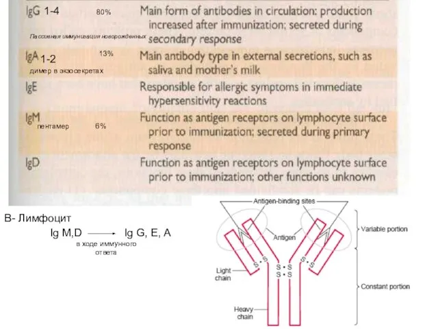 1-4 1-2 пентамер димер в экзосекретах Ig M,D Ig G, E, A