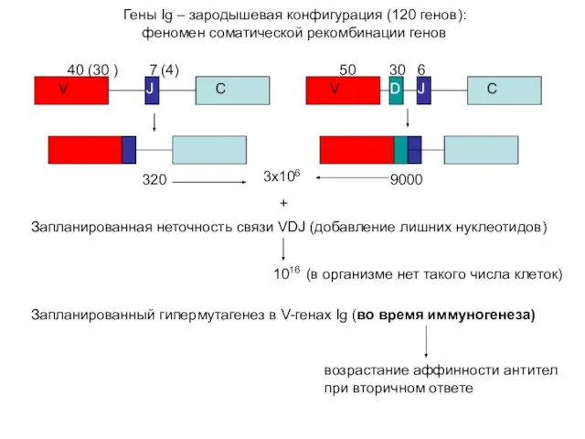 Гены Ig – зародышевая конфигурация (120 генов): феномен соматической рекомбинации генов V