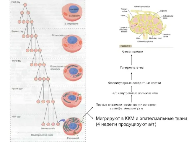 Первые плазматические клетки остаются в лимфатическом узле Мигрируют в ККМ и эпителиальные