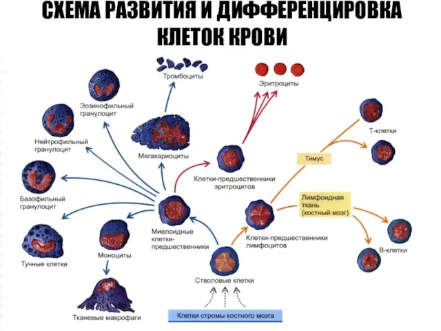 СХЕМА РАЗВИТИЯ И ДИФФЕРЕНЦИРОВКА КЛЕТОК КРОВИ