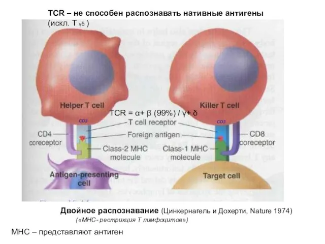 TCR = α+ β (99%) / γ+ δ TCR – не способен