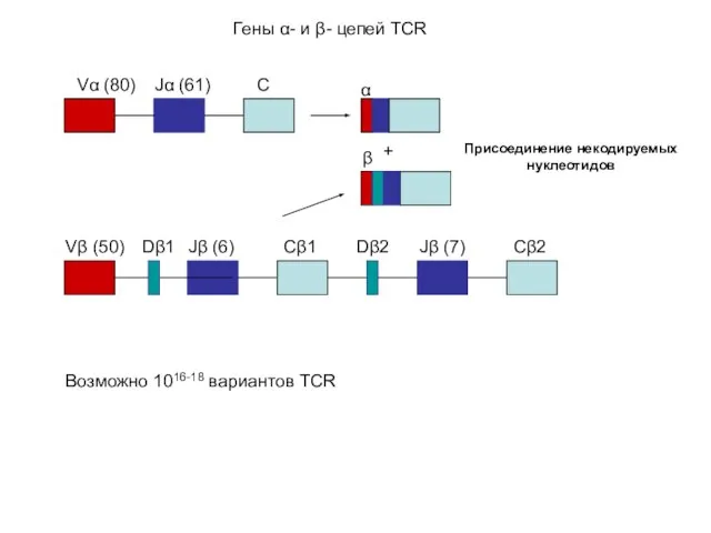 Vα (80) Jα (61) Vβ (50) Jβ (6) Dβ1 Cβ1 C Dβ2