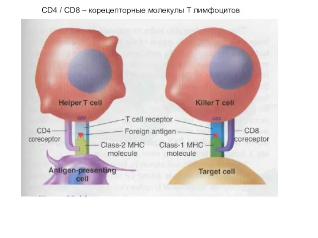 CD3 CD3 СD4 / CD8 – корецепторные молекулы T лимфоцитов