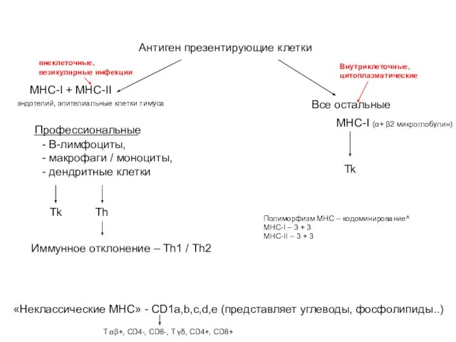 Антиген презентирующие клетки Профессиональные Все остальные «Неклассические MHC» - CD1a,b,c,d,e (представляет углеводы,