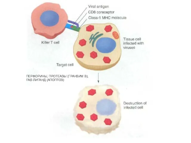 ПЕРФОРИНЫ, ПРОТЕАЗЫ (ГРАНЗИМ В), FAS-ЛИГАНД (АПОПТОЗ)