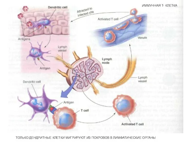 ТОЛЬКО ДЕНДРИТНЫЕ КЛЕТКИ МИГРИРУЮТ ИЗ ПОКРОВОВ В ЛИМФАТИЧЕСКИЕ ОРГАНЫ ИММУННАЯ T- КЛЕТКА