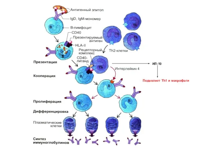 ИЛ-10 Подавляет Th1 и макрофаги