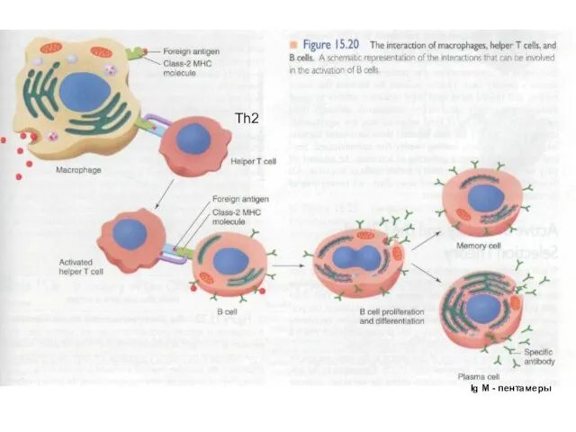Th2 Ig M - пентамеры
