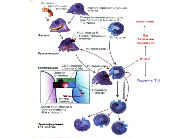ИНФ-γ Max Активация макрофагов воспаление Подавляет Th2