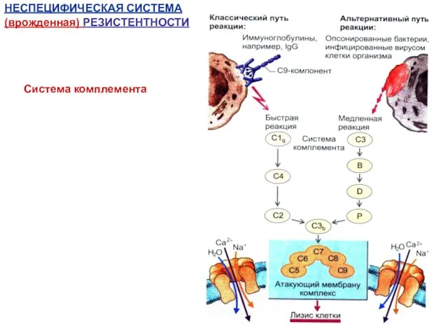 Система комплемента НЕСПЕЦИФИЧЕСКАЯ СИСТЕМА (врожденная) РЕЗИСТЕНТНОСТИ