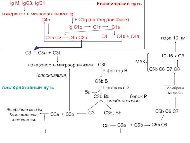 С3 С3a C3b + поверхность микроорганизма: С3b + фактор B C3b B