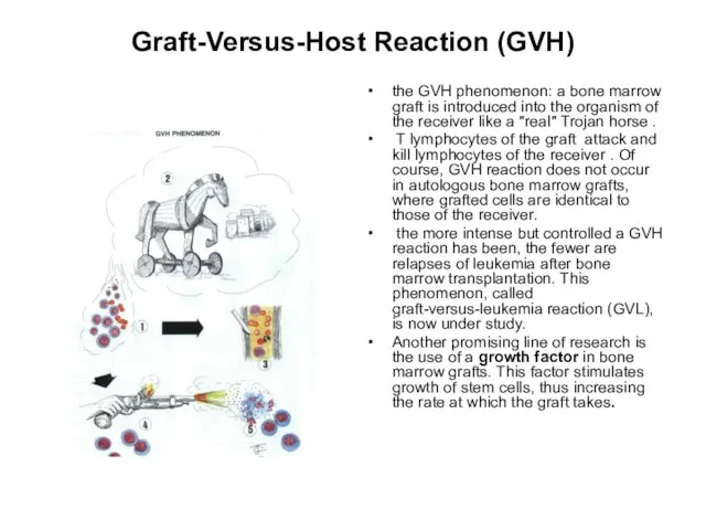 Graft-Versus-Host Reaction (GVH) the GVH phenomenon: a bone marrow graft is introduced