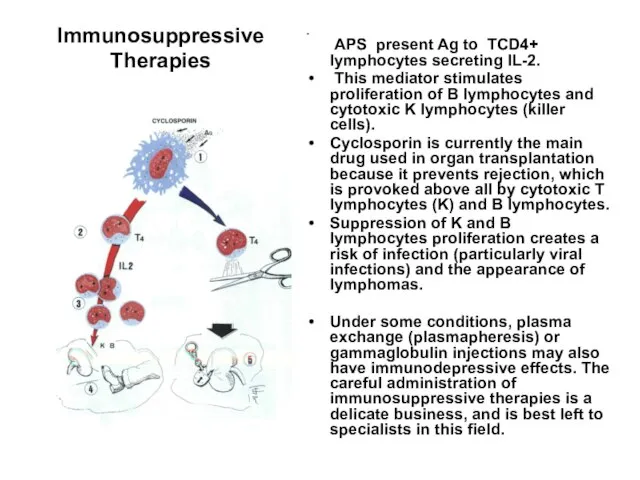 Immunosuppressive Therapies APS present Ag to TCD4+ lymphocytes secreting IL-2. This mediator