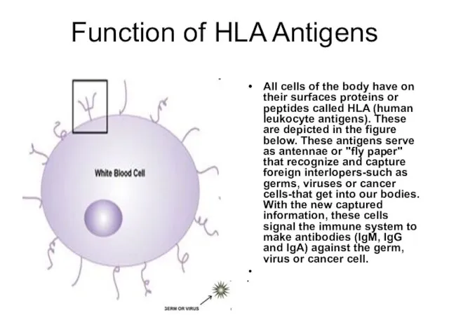 Function of HLA Antigens All cells of the body have on their