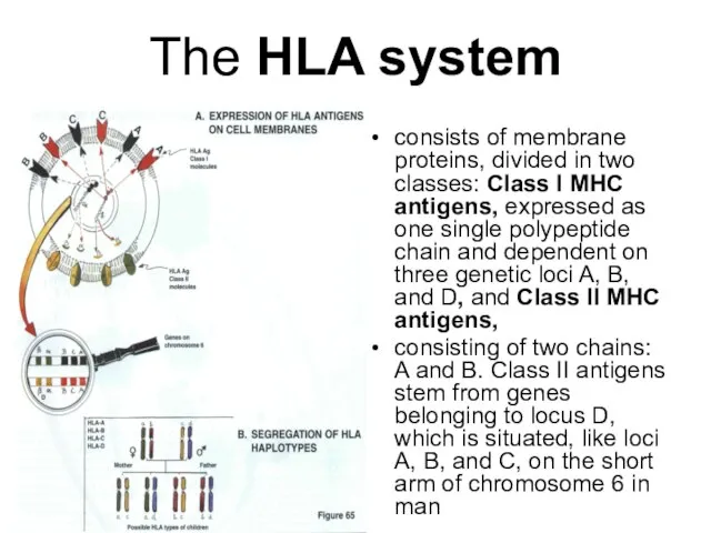 The HLA system consists of membrane proteins, divided in two classes: Class