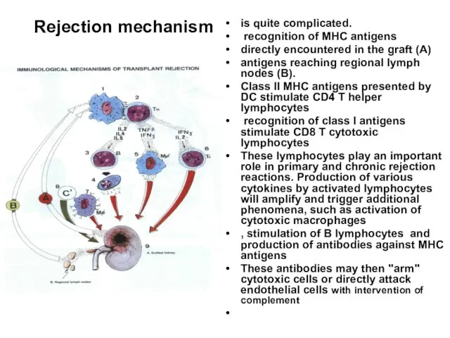 Rejection mechanism is quite complicated. recognition of MHC antigens directly encountered in
