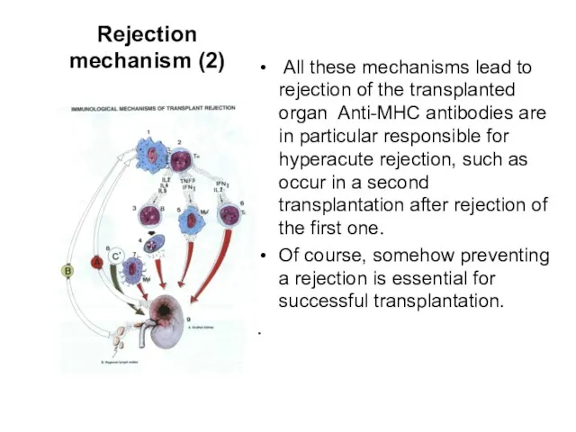 Rejection mechanism (2) All these mechanisms lead to rejection of the transplanted