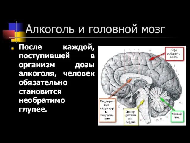 Алкоголь и головной мозг После каждой, поступившей в организм дозы алкоголя, человек обязательно становится необратимо глупее.