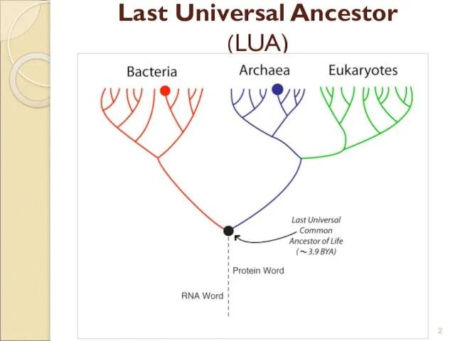 Last Universal Ancestor (LUA)