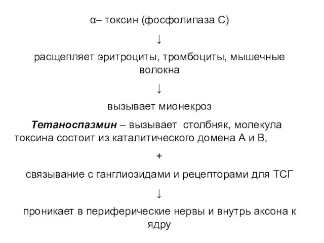 α– токсин (фосфолипаза С) ↓ расщепляет эритроциты, тромбоциты, мышечные волокна ↓ вызывает