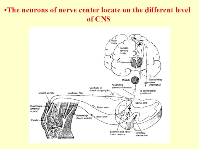 The neurons of nerve center locate on the different level of CNS