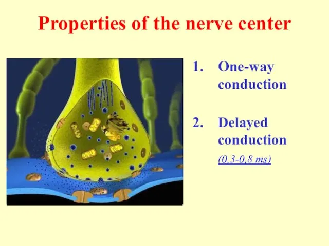 Properties of the nerve center One-way conduction Delayed conduction (0,3-0,8 ms)