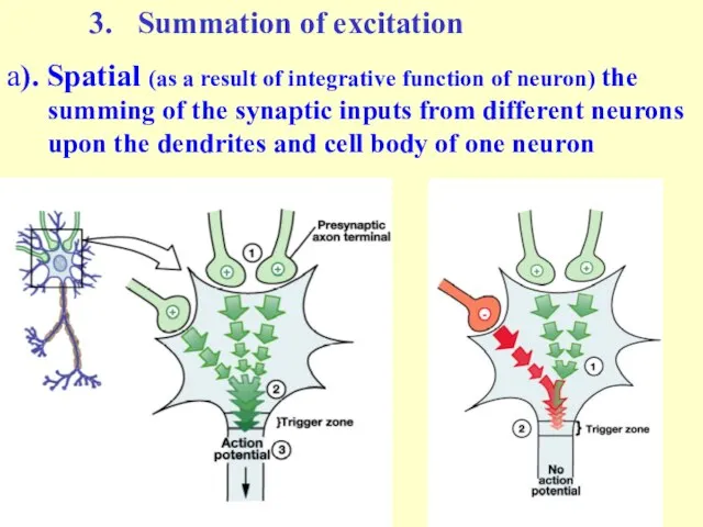 Summation of excitation а). Spatial (as a result of integrative function of