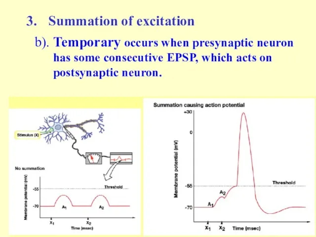 Summation of excitation b). Temporary occurs when presynaptic neuron has some consecutive