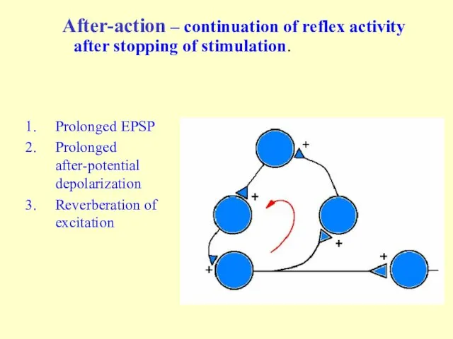 After-action – continuation of reflex activity after stopping of stimulation. Prolonged EPSP