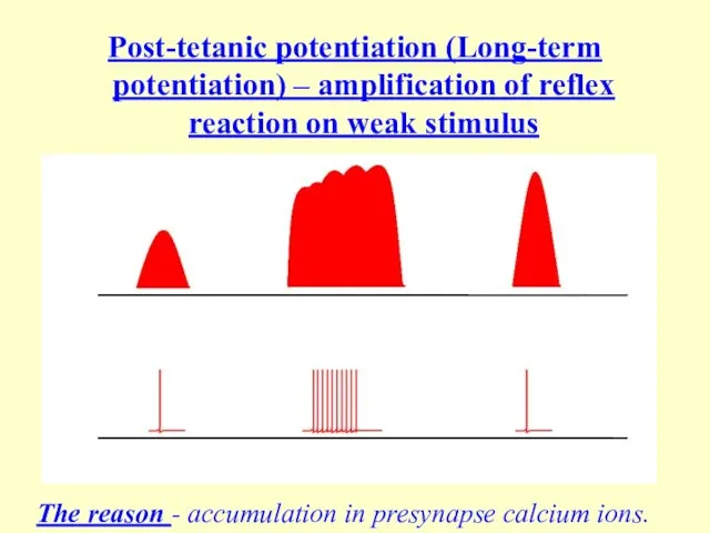 Post-tetanic potentiation (Long-term potentiation) – amplification of reflex reaction on weak stimulus
