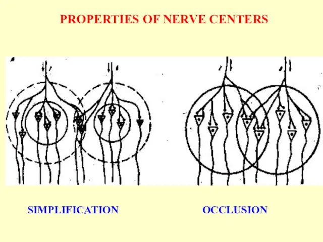 PROPERTIES OF NERVE CENTERS SIMPLIFICATION OCCLUSION