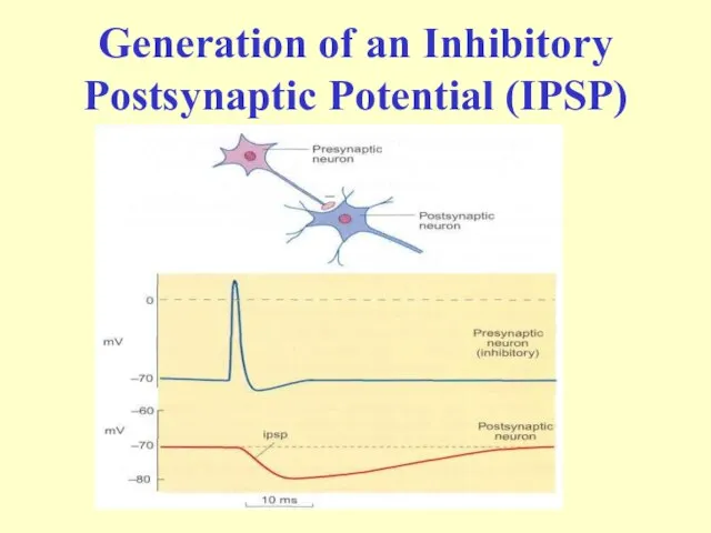 Generation of an Inhibitory Postsynaptic Potential (IPSP)