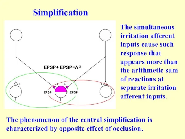 Simplification EPSP+ EPSP=AP EPSP EPSP The simultaneous irritation afferent inputs cause such