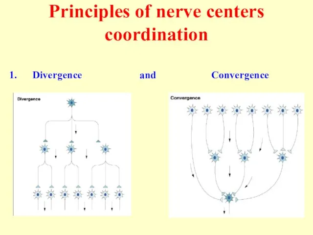 Principles of nerve centers coordination Divergence and Convergence