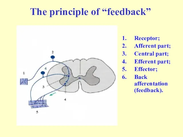 The principle of “feedback” Receptor; Afferent part; Central part; Efferent part; Effector; Back afferentation (feedback).