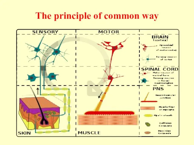 The principle of common way