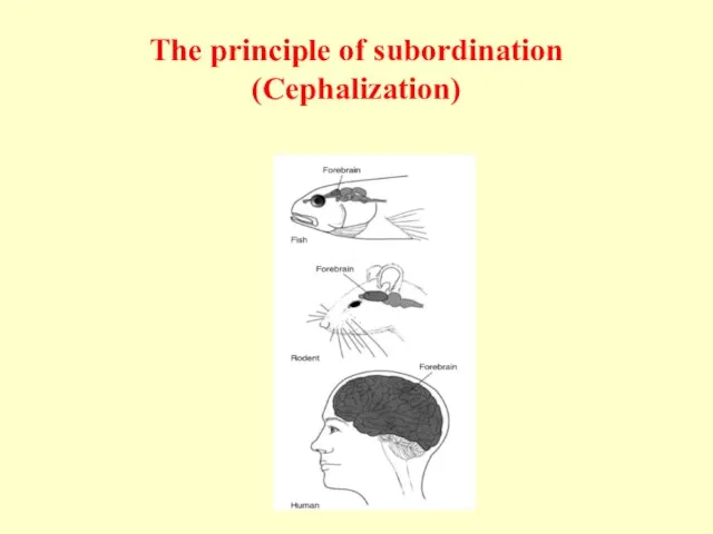 The principle of subordination (Cephalization)