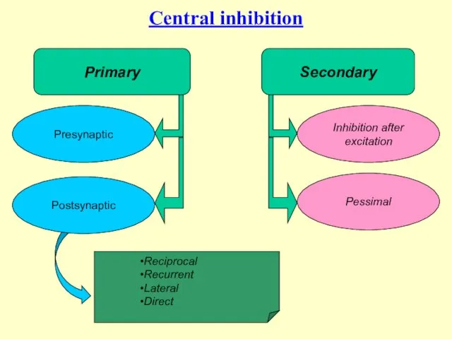 Central inhibition Inhibition after excitation Pessimal Presynaptic Reciprocal Recurrent Lateral Direct Primary Secondary Postsynaptic