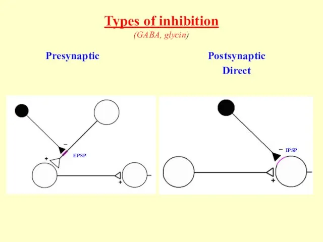 Types of inhibition (GABA, glycin) Presynaptic Postsynaptic Direct EPSP IPSP