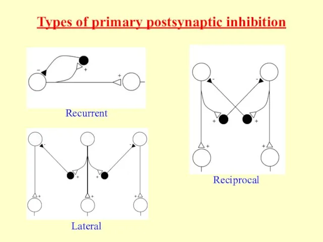 Types of primary postsynaptic inhibition Recurrent Lateral Reciprocal