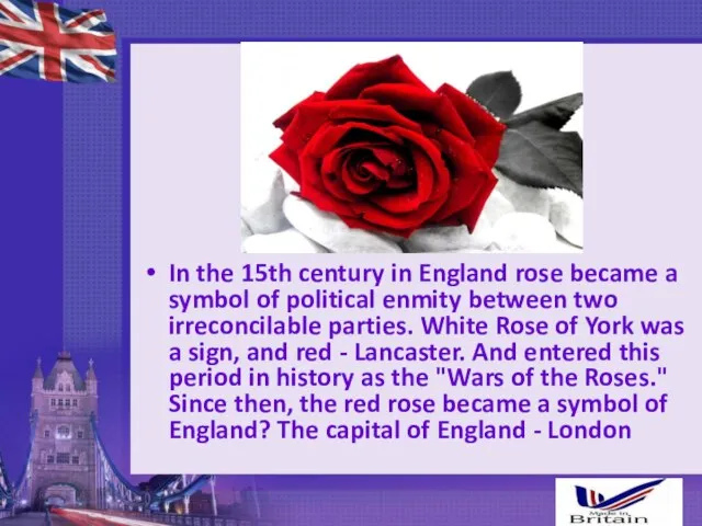 In the 15th century in England rose became a symbol of political