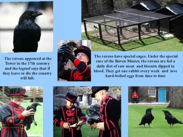 The ravens appeared at the Tower in the 17th century and the