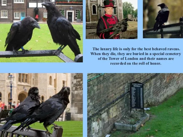 The luxury life is only for the best behaved ravens. When they