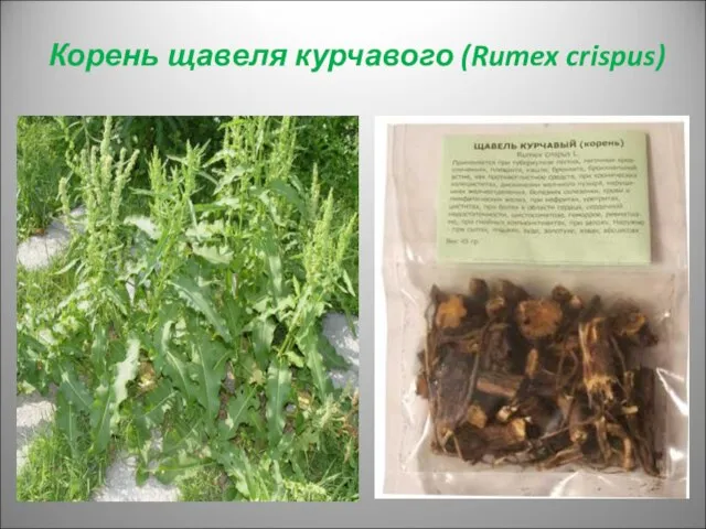 Корень щавеля курчавого (Rumex crispus)