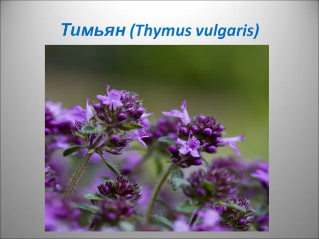 Тимьян (Thymus vulgaris)