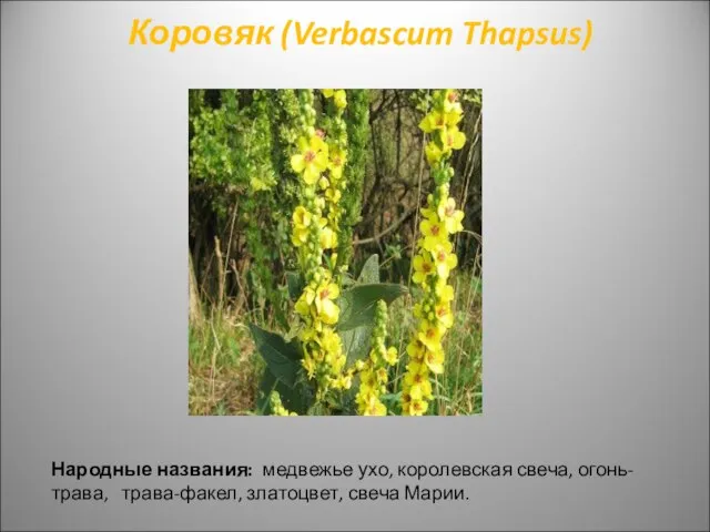 Коровяк (Verbascum Thapsus) Народные названия: медвежье ухо, королевская свеча, огонь-трава, трава-факел, златоцвет, свеча Марии.