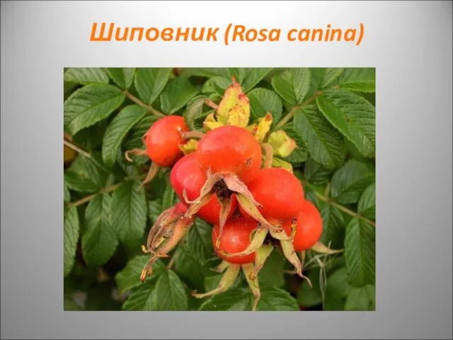 Шиповник (Rosa canina)