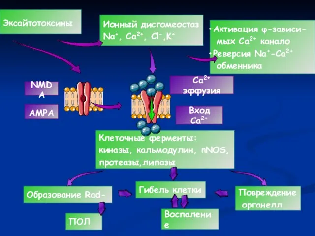 Клеточные ферменты: киназы, кальмодулин, nNOS, протеазы,липазы Образование Rad- Эксайтотоксины Ионный дисгомеостаз Na+,