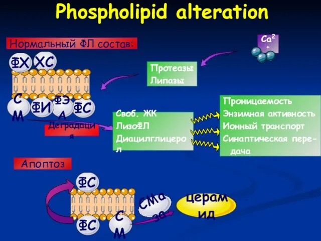 Проницаемость Энзимная активность Ионный транспорт Синаптическая пере- дача Phospholipid alteration Нормальный ФЛ